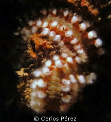 SCORPION FIRE WORM FACE, @ CRASH BOAT BEACH AGUADILLA PUE... by Carlos Pérez 